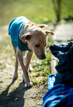 JUNO, Hund, Mischlingshund in Ungarn - Bild 7