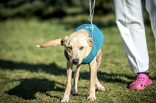 JUNO, Hund, Mischlingshund in Ungarn - Bild 8
