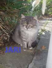JARI, Katze, Langhaarkatze-Mix in Bulgarien - Bild 1