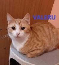VALERIJ, Katze, Europäisch Kurzhaar in Bulgarien - Bild 1