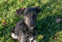 ENYA, Hund, Mischlingshund in Kroatien - Bild 1
