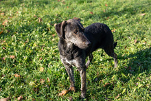 ENYA, Hund, Mischlingshund in Kroatien - Bild 3