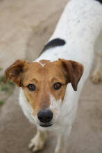 SIRI, Hund, Mischlingshund in Spanien - Bild 2