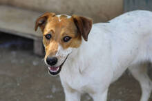 SIRI, Hund, Mischlingshund in Spanien - Bild 3