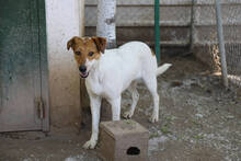SIRI, Hund, Mischlingshund in Spanien - Bild 4