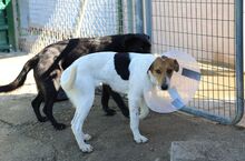 SIRI, Hund, Mischlingshund in Spanien - Bild 6