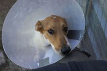 SIRI, Hund, Mischlingshund in Spanien - Bild 7