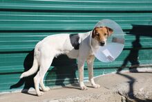 SIRI, Hund, Mischlingshund in Spanien - Bild 8