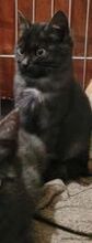 WILLA, Katze, Europäisch Kurzhaar in Bulgarien - Bild 3