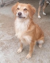 HONEY, Hund, Mischlingshund in Kroatien - Bild 3