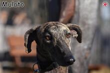 MULATO, Hund, Galgo Español in Donzdorf - Bild 1