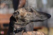 MULATO, Hund, Galgo Español in Donzdorf - Bild 3