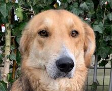 MARINA, Hund, Mischlingshund in Rumänien - Bild 1