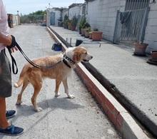 MURFY, Hund, Mischlingshund in Spanien - Bild 3
