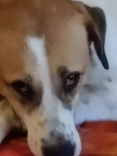 SANCHO, Hund, Mischlingshund in Bacharach - Bild 1