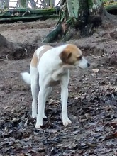 SANCHO, Hund, Mischlingshund in Bacharach - Bild 2