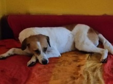 SANCHO, Hund, Mischlingshund in Bacharach - Bild 3