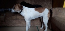 SANCHO, Hund, Mischlingshund in Bacharach - Bild 7