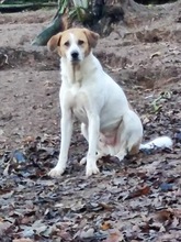 SANCHO, Hund, Mischlingshund in Bacharach - Bild 9