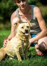 GIACCO, Hund, Mischlingshund in Ungarn - Bild 2