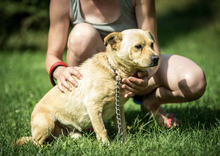 GIACCO, Hund, Mischlingshund in Ungarn - Bild 4