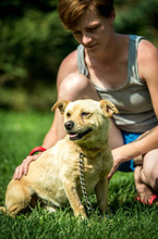 GIACCO, Hund, Mischlingshund in Ungarn - Bild 5