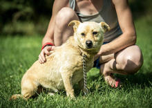 GIACCO, Hund, Mischlingshund in Ungarn - Bild 7