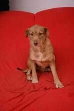 SANCHO, Hund, Mischlingshund in Bosnien und Herzegowina - Bild 1
