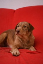 SANCHO, Hund, Mischlingshund in Bosnien und Herzegowina - Bild 2