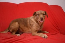 SANCHO, Hund, Mischlingshund in Bosnien und Herzegowina - Bild 4