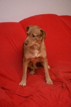 SANCHO, Hund, Mischlingshund in Bosnien und Herzegowina - Bild 5