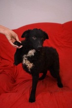 BANDI, Hund, Kroatischer Schäferhund-Mix in Bosnien und Herzegowina - Bild 2