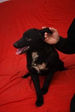 BANDI, Hund, Kroatischer Schäferhund-Mix in Bosnien und Herzegowina - Bild 4