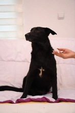 ROGER, Hund, Mischlingshund in Bosnien und Herzegowina - Bild 4