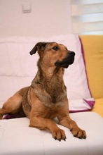 LUDO, Hund, Mischlingshund in Bosnien und Herzegowina - Bild 2