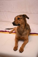 LUDO, Hund, Mischlingshund in Bosnien und Herzegowina - Bild 3