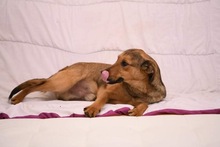 LUDO, Hund, Mischlingshund in Bosnien und Herzegowina - Bild 4