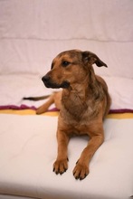 LUDO, Hund, Mischlingshund in Bosnien und Herzegowina - Bild 5
