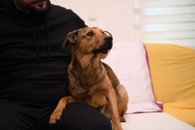 LUDO, Hund, Mischlingshund in Bosnien und Herzegowina - Bild 6