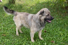 BOLEK, Hund, Mischlingshund in Kroatien - Bild 1