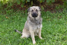 BOLEK, Hund, Mischlingshund in Kroatien - Bild 2