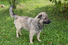 BOLEK, Hund, Mischlingshund in Kroatien - Bild 3