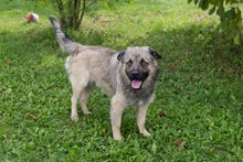 BOLEK, Hund, Mischlingshund in Kroatien - Bild 4