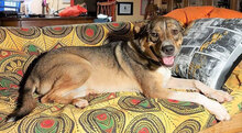 CAMILLA, Hund, Mischlingshund in Italien - Bild 2