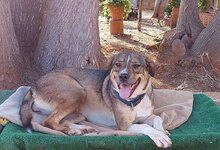 CAMILLA, Hund, Mischlingshund in Italien - Bild 3