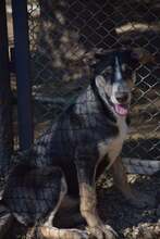JERSEY, Hund, Mischlingshund in Bulgarien - Bild 3