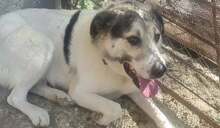 MIKEY, Hund, Mischlingshund in Bulgarien - Bild 3