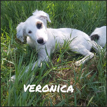VERONICA, Hund, Irish Setter-Mix in Italien - Bild 2