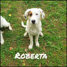 ROBERTA, Hund, Irish Setter-Mix in Italien - Bild 2