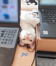 PIT, Katze, Europäisch Kurzhaar in Bulgarien - Bild 4